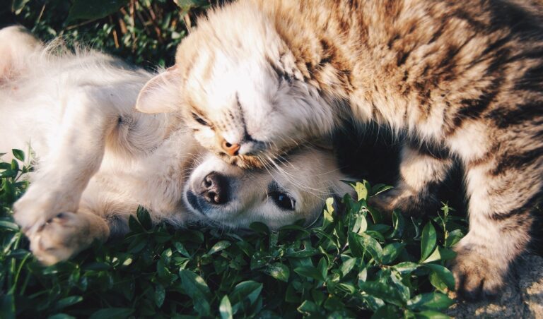 cão e gato deitados na grama