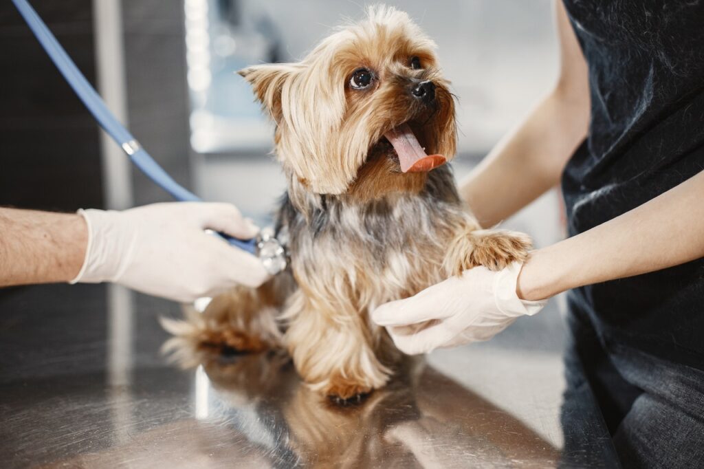 cão pequeno sendo examinado por veterinário