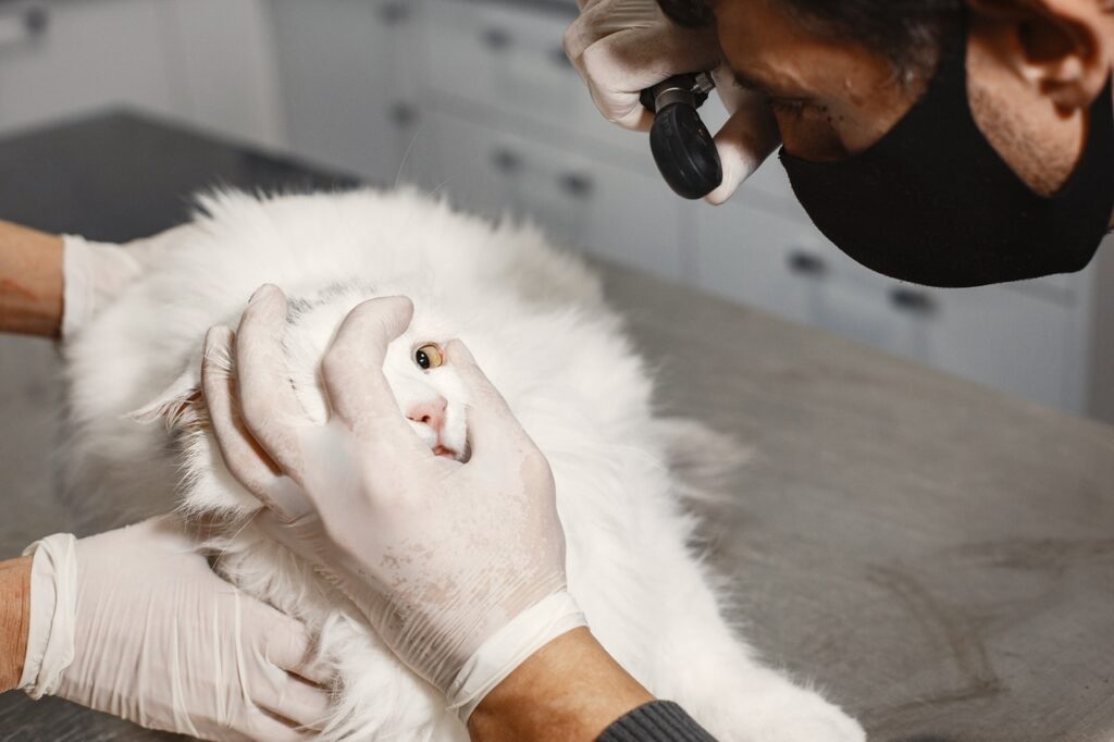 gato branco durante exame veterinário para internação