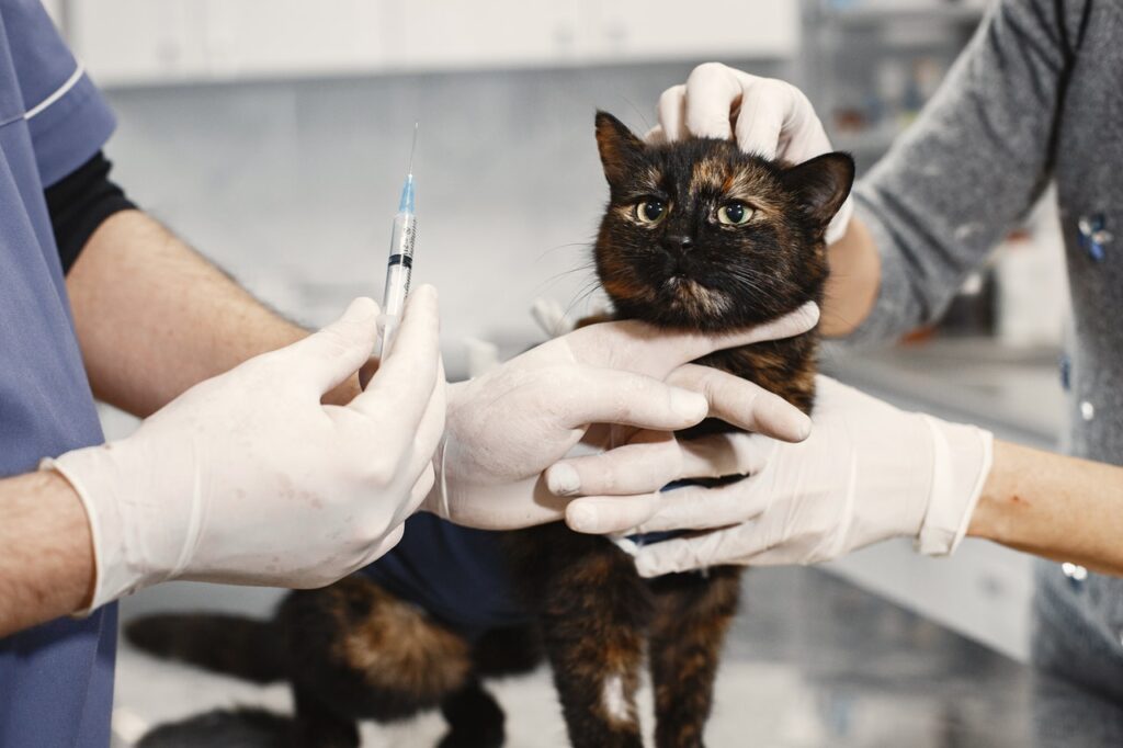 gato sendo segurado por veterinários antes de vacinação