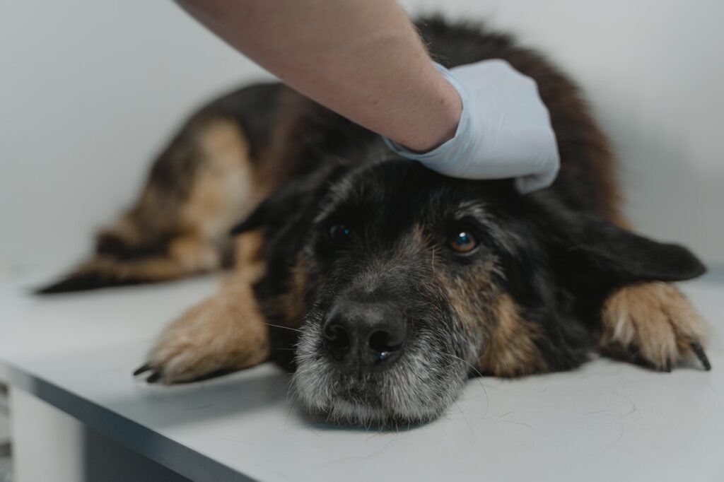 cao grande deitado sendo acariciado por veterinário